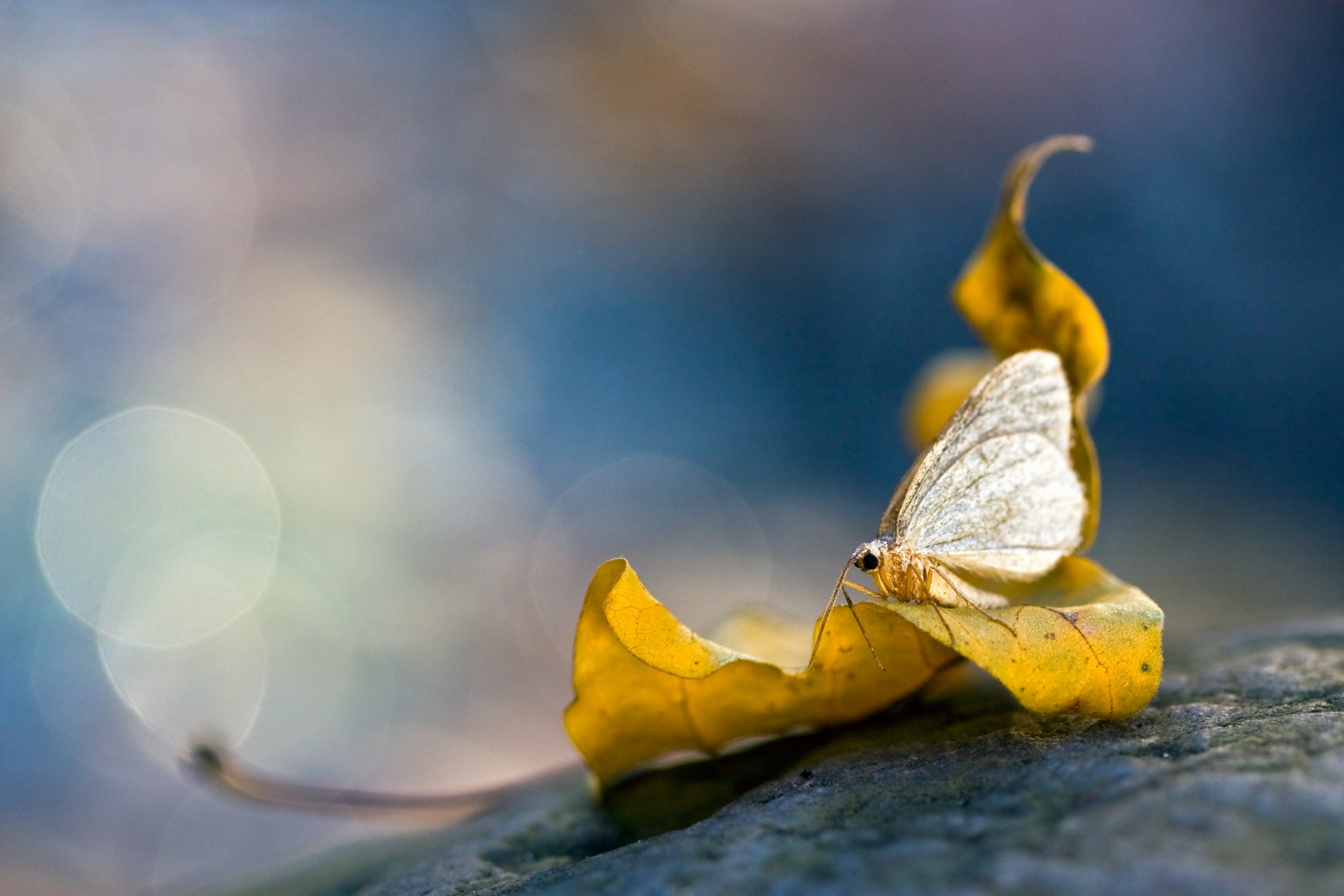 Téli álom Téli araszoló