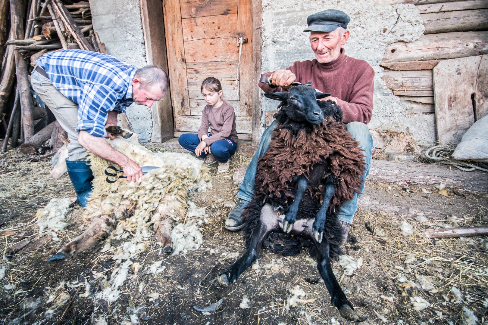 Birkanyírás, Homoródszentmárton 2015