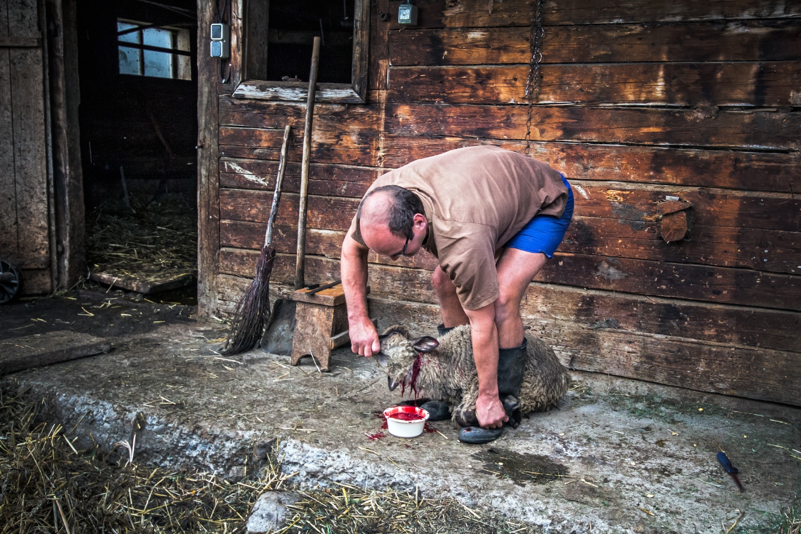 Bárány vágás, Székelyfancsal 2014