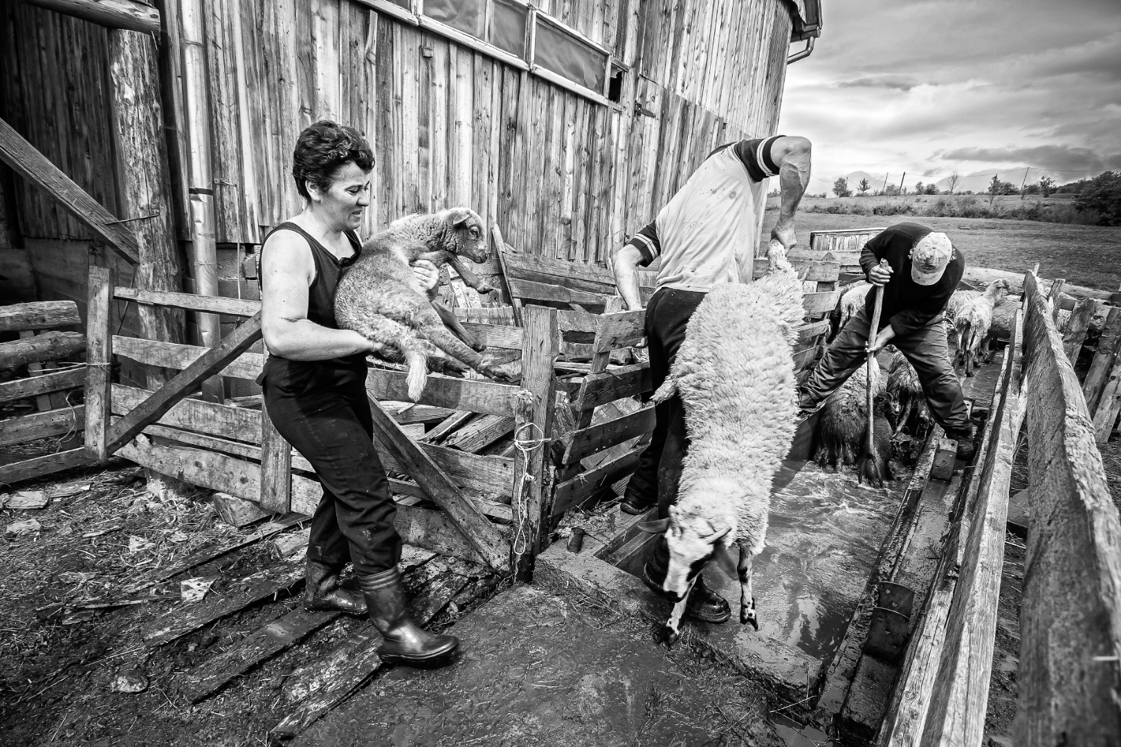 Juhfürdetés, Székelyszentlélek 2014