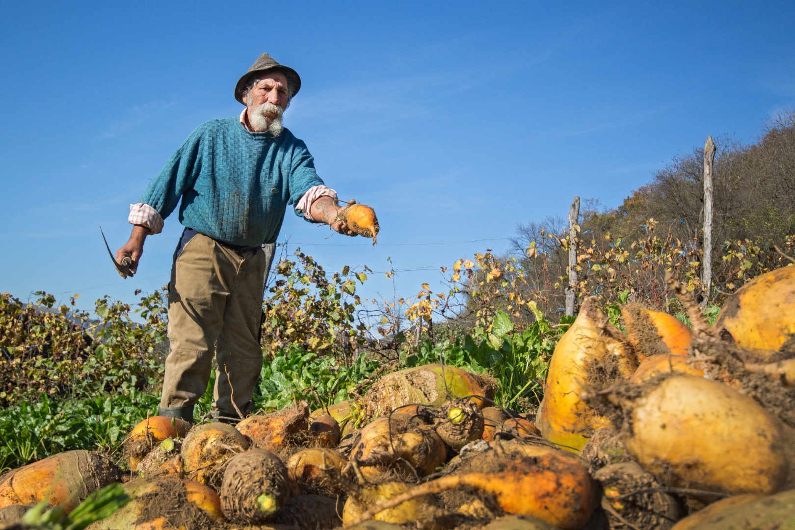 Takarmányrépa szedés, Kőrispatak 2014